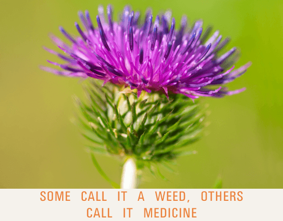 Back To Our Roots (December 2021) – Dr. Sebi's Cell Food - Dr. Sebi's Cell Food