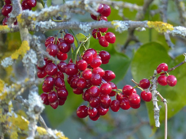 Sarsaparilla root vine with berries - Dr. Sebi herb