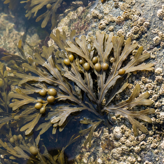 Bladderwrack (Fucus) seaweed, rich in iodine and minerals for thyroid support