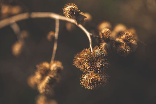 Fresh burdock root, a mineral-rich herb used in Dr. Sebi's blood-purifying formulas