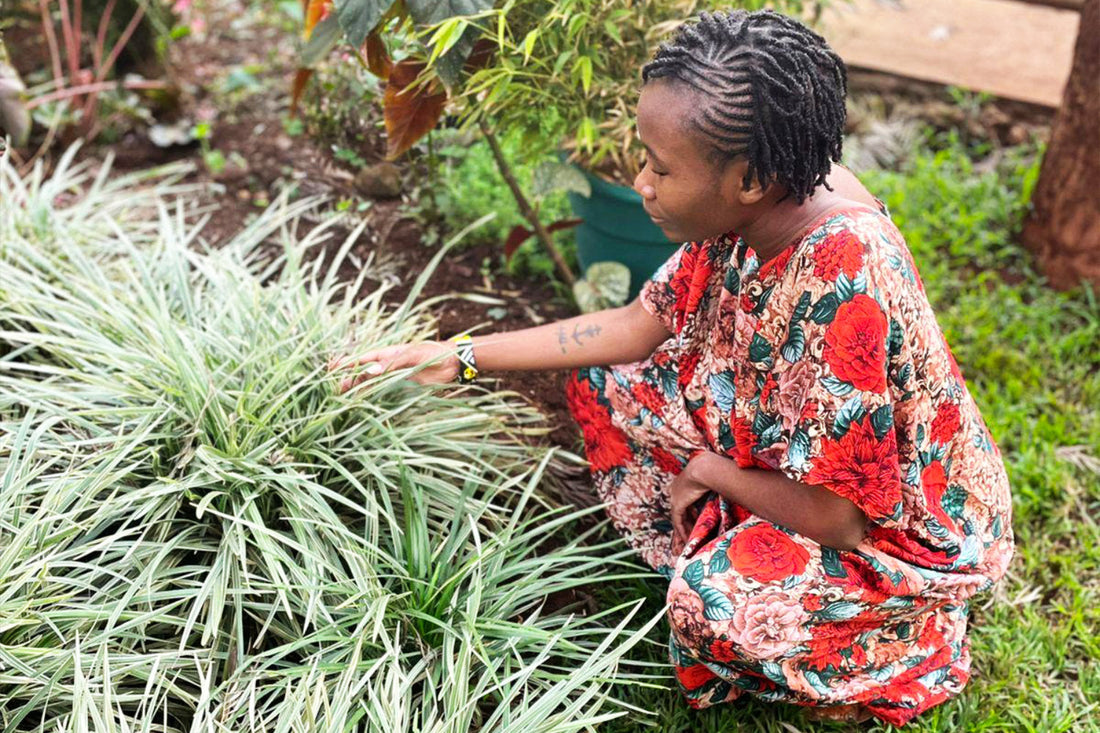 The Best Herbs for a Healthy Pancreas