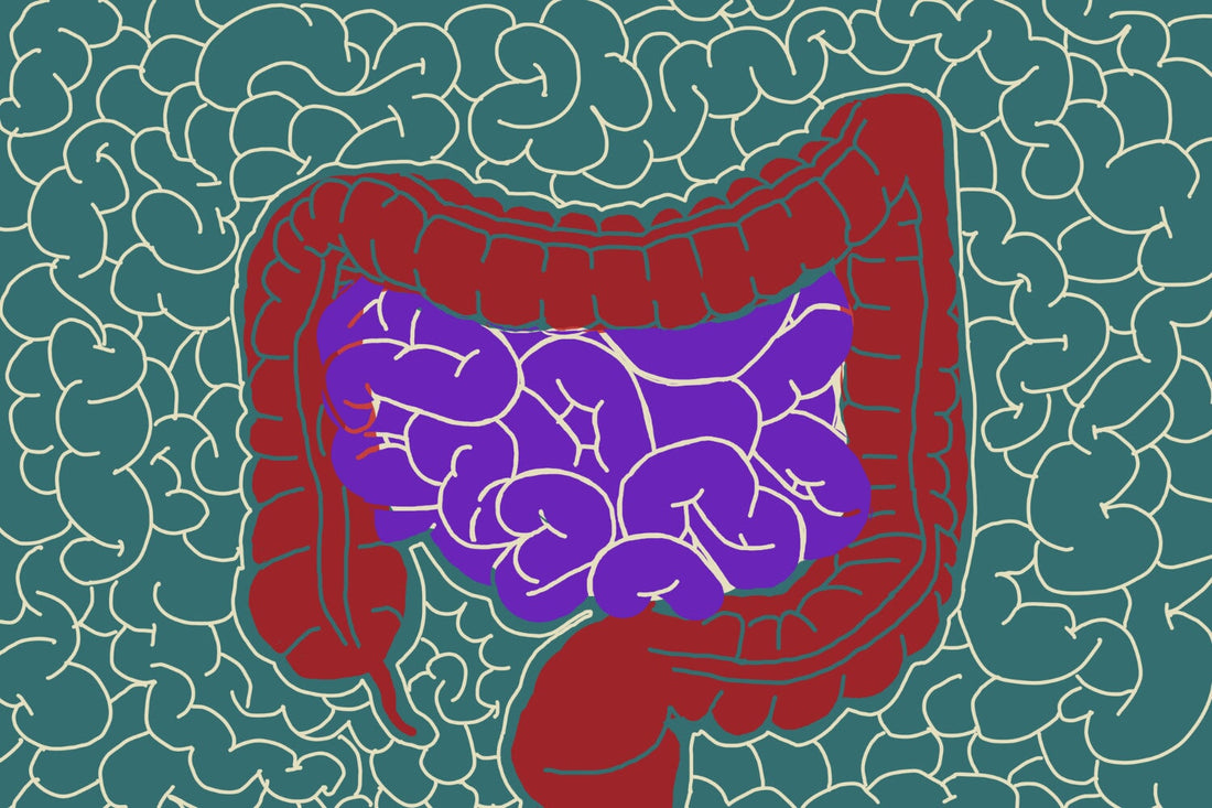 The Brain-Gut Connection: How Gut Health Affects Your Mind & Mood