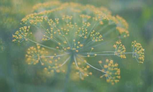 Yellow fennel flower clusters with delicate green stems in soft focus, representing natural herbal wellness and alkaline living.