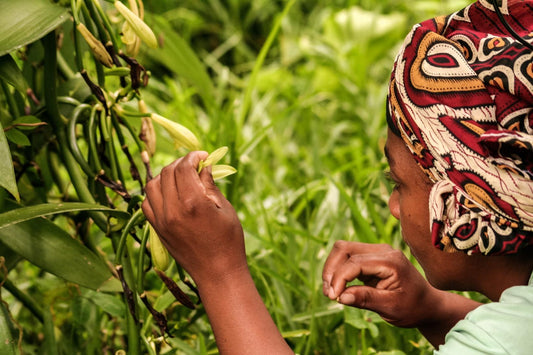 From the Forest to Your Table: The Benefits of Wildcrafted Ingredients