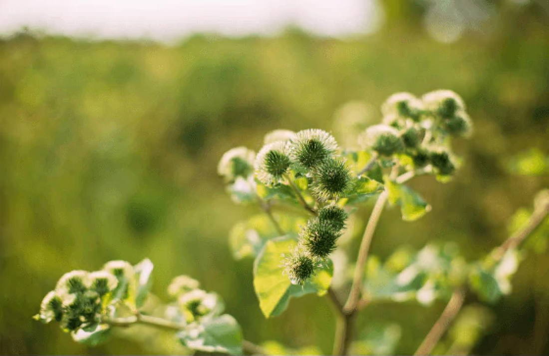 Herbs: Ancient Healing for Modern Times (August 2020) – Dr. Sebi's Cell Food - Dr. Sebi's Cell Food