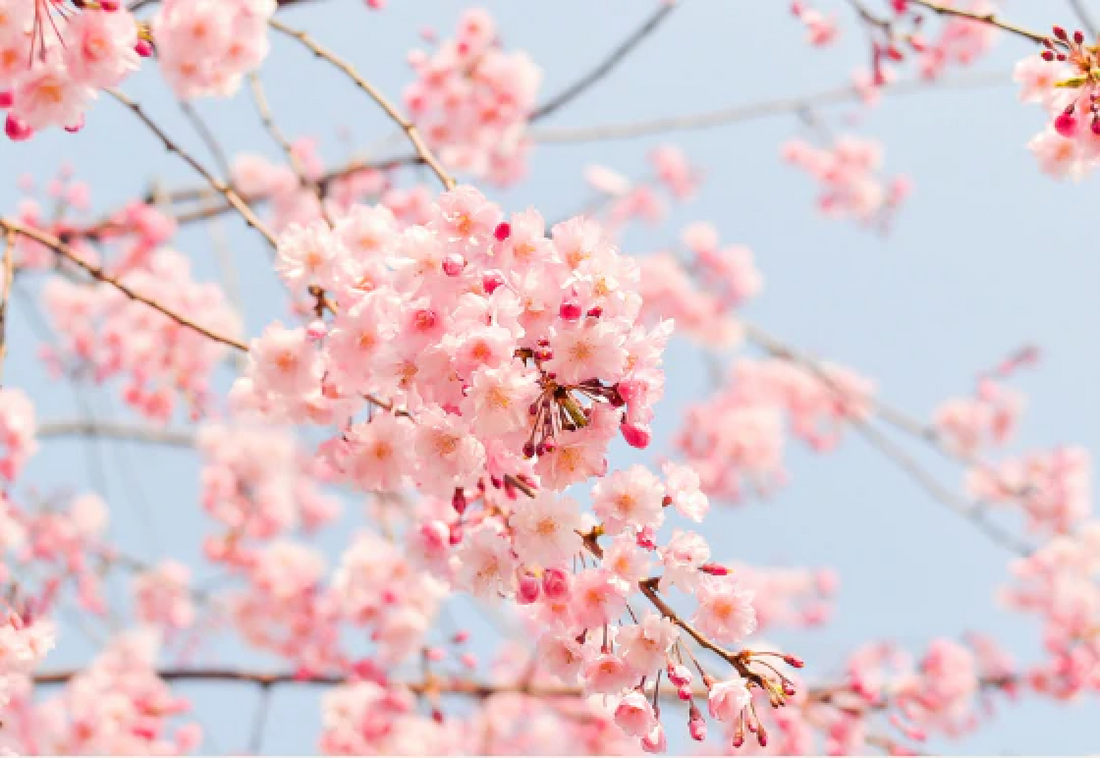 Spring cleaning with feeling