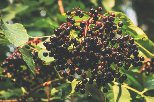 Ripe black elderberries hanging on the branch