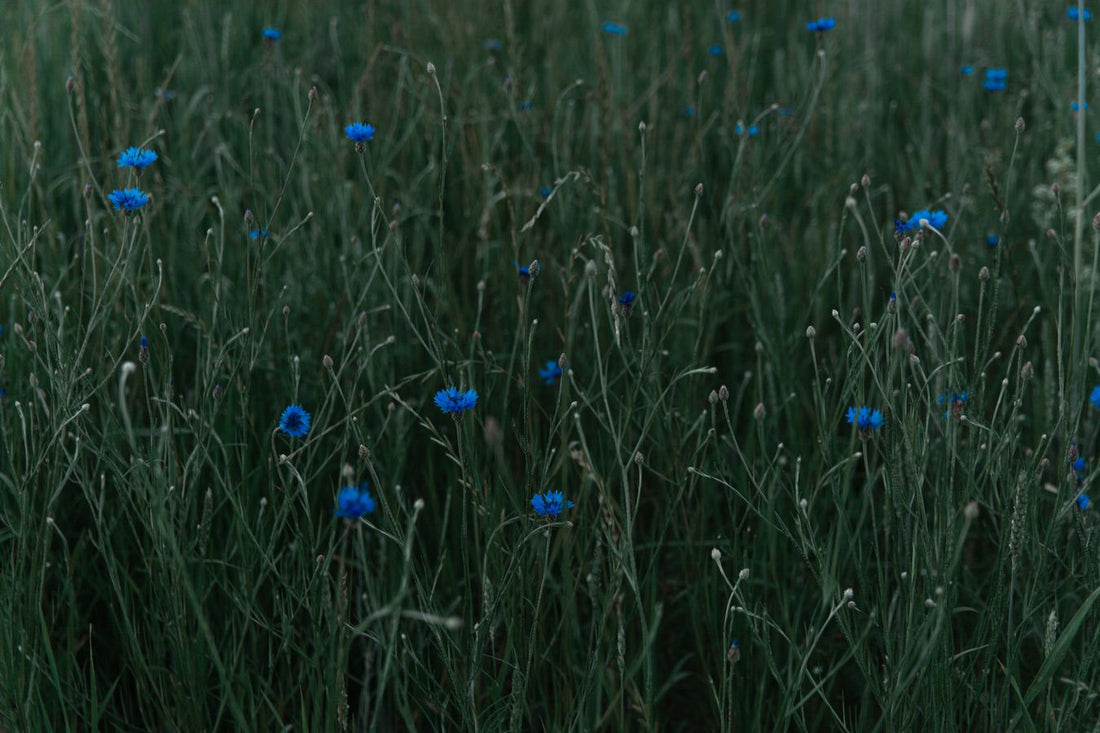 Blue cornflower wildflowers in a green meadow representing Blue Vervain and calm nervous system support