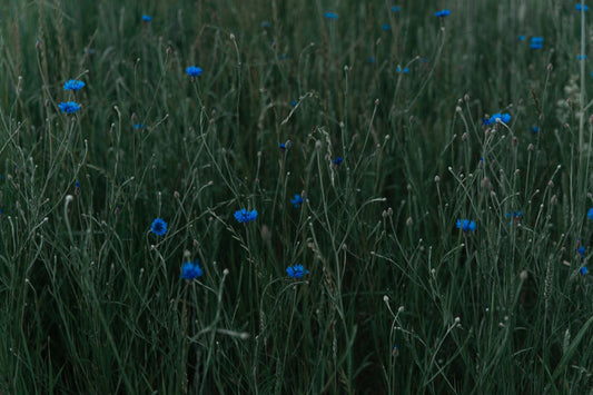 Blue cornflower wildflowers in a green meadow representing Blue Vervain and calm nervous system support