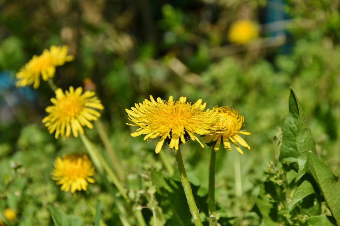 Selective Focus Photo of Yellow Dandelion Flowers
