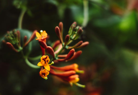 Magical Muicle: The Herbal Energy Boost Your Mornings Need
