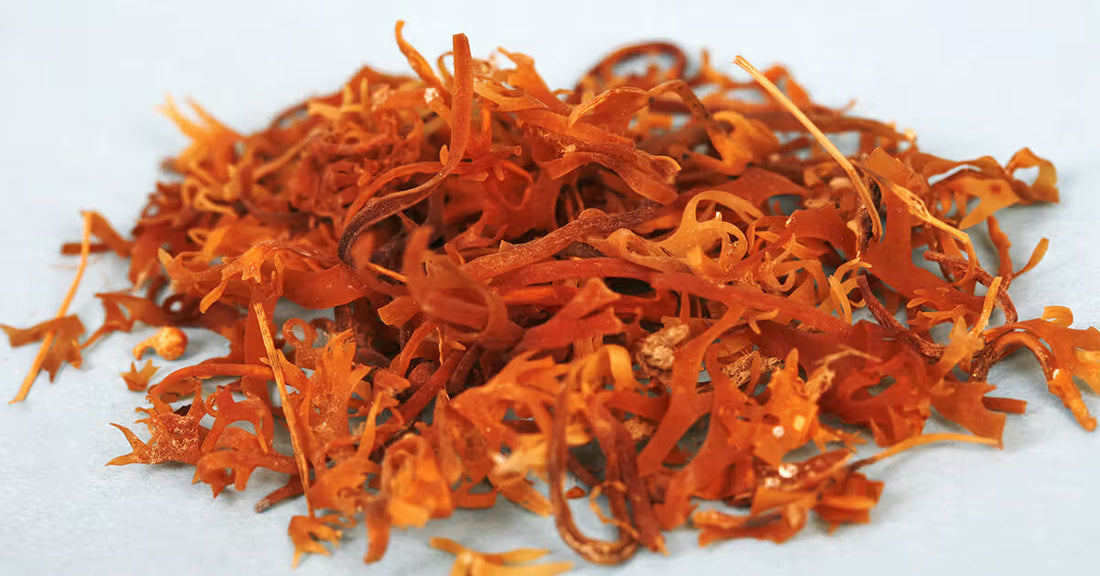 Top 7 Benefits of Sea Moss: Why It’s a Daily Must-Have