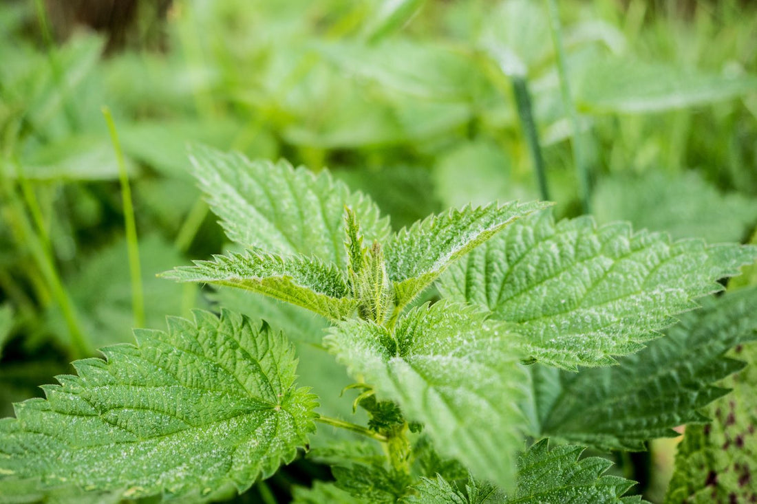 Stinging nettle plant (Urtica dioica) growing in a natural green setting