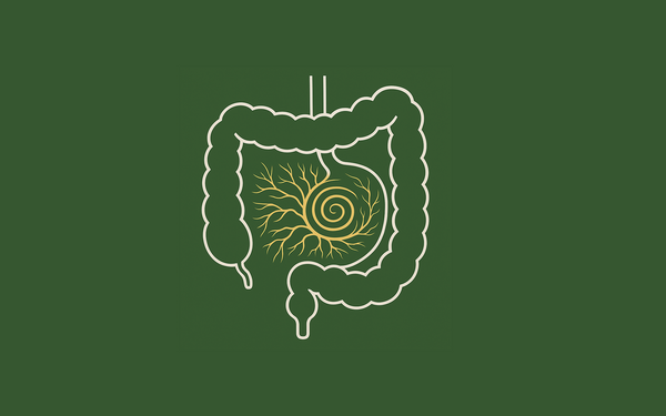 Illustration of the digestive system with botanical roots and spiral design on green background.