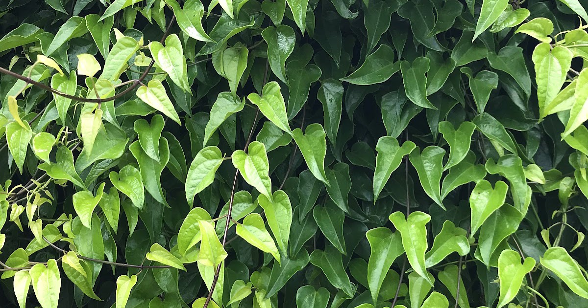 Descriptive alt text