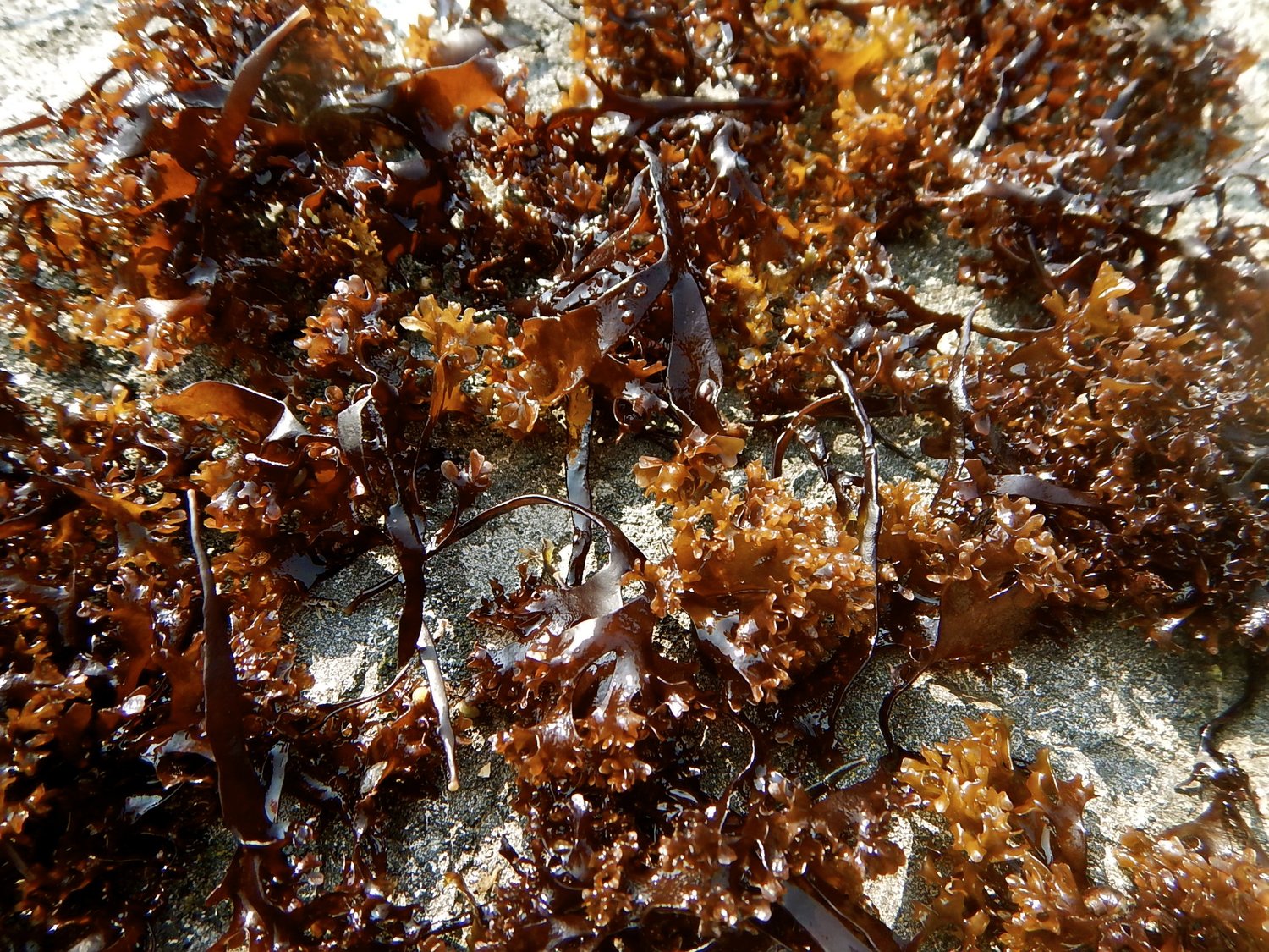 Dried red sea moss and seaweed specimens displayed on a textured surface, showcasing natural herbal ingredients.