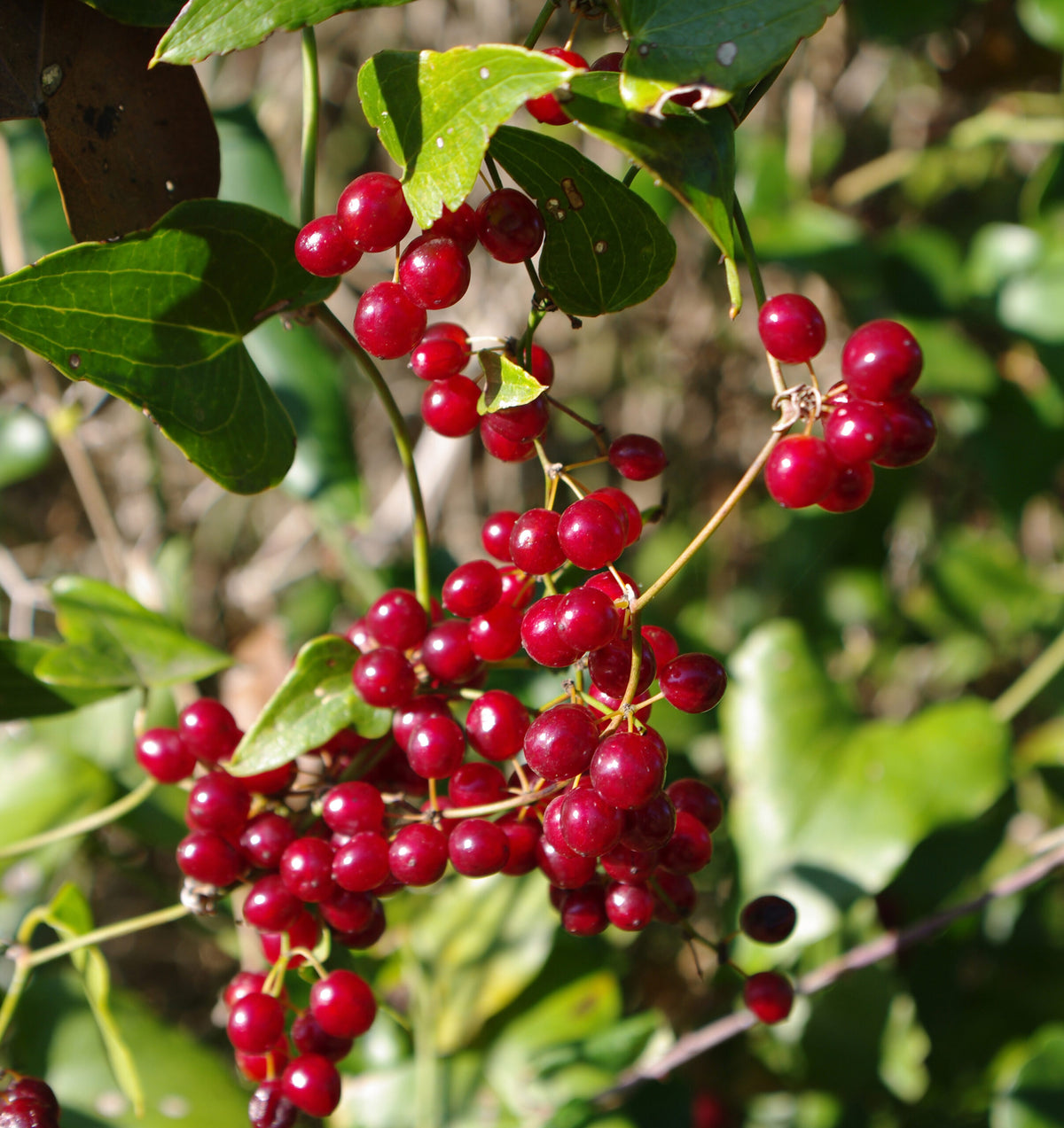 Descriptive alt text