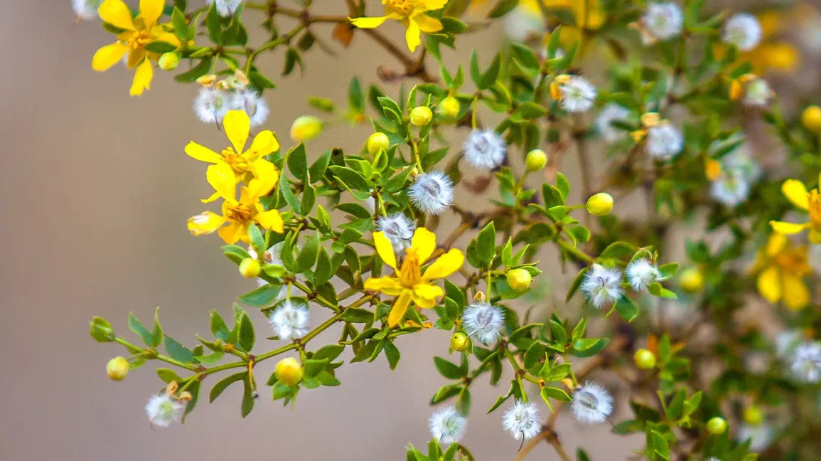 Descriptive alt text