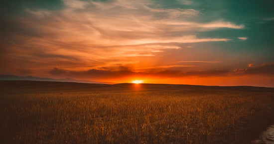 Golden sunset over a vast grain field with rolling hills on the horizon.