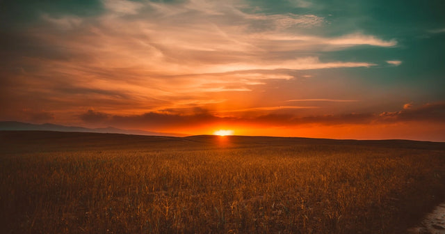 Golden sunset over a vast grain field with rolling hills on the horizon.