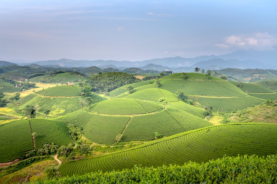 Rolling green hills and natural landscape