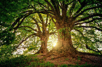 Ancient tree with sprawling branches and golden sunlight filtering through lush green foliage, symbolizing natural healing...