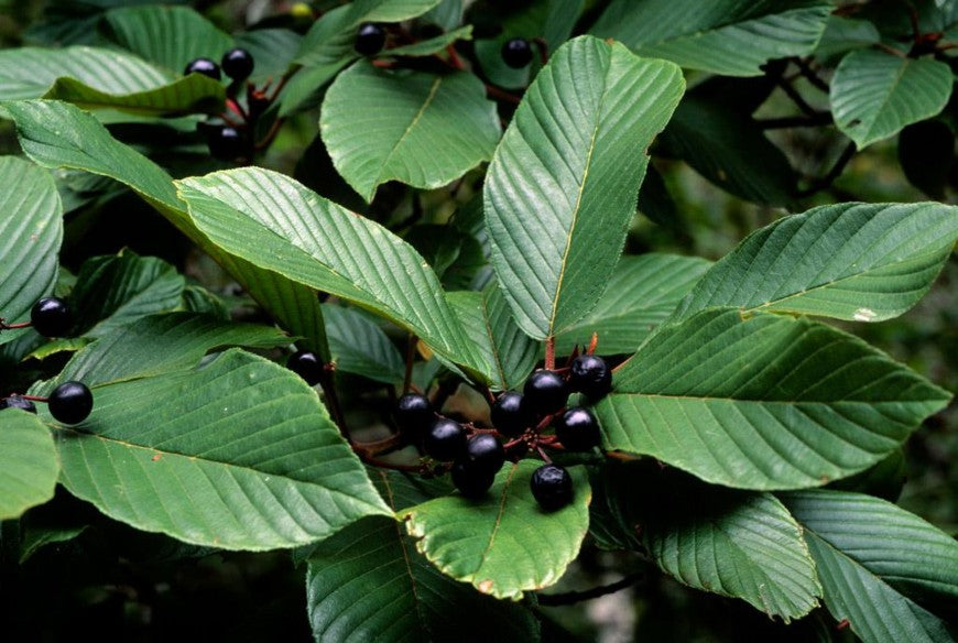 Descriptive alt text